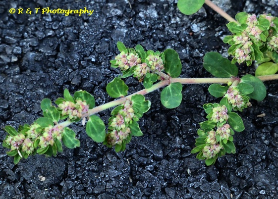 {Euphorbia humistrata}